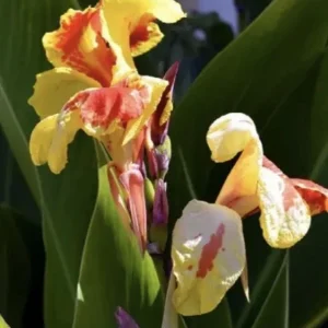 Canna Lily Cleopatra Live Plant Bulb - Variegated Leaves, Red Yellow Bloom, 1 Bulb, Indoor/Outdoor - Image 4