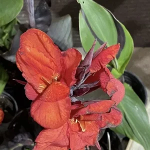 Canna Lily Cleopatra Live Plant Bulb - Variegated Leaves, Red Yellow Bloom, 1 Bulb, Indoor/Outdoor - Image 5