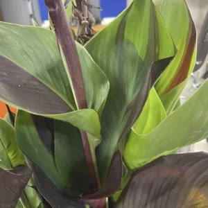 Canna Lily Cleopatra Live Plant Bulb - Variegated Leaves, Red Yellow Bloom, 1 Bulb, Indoor/Outdoor - Image 6