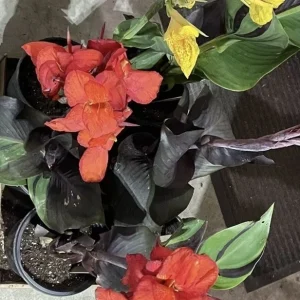 Canna Lily Cleopatra Live Plant Bulb - Variegated Leaves, Red Yellow Bloom, 1 Bulb, Indoor/Outdoor - Image 7