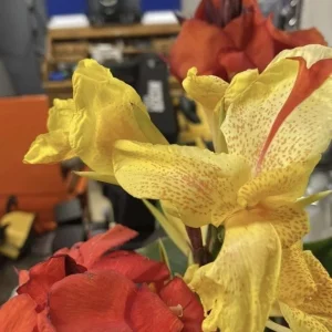 Canna Lily Cleopatra Live Plant Bulb - Variegated Leaves, Red Yellow Bloom, 1 Bulb, Indoor/Outdoor - Image 8