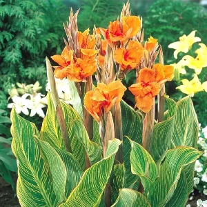 Canna Lily Pretoria Orange Variegated Bulbs - 5 Live Flower Plant Bulbs Outdoor - Image 5