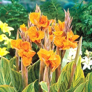 Canna Lily Pretoria Orange Variegated Bulbs - 5 Live Flower Plant Bulbs Outdoor - Image 6
