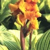 Canna Lily Pretoria Orange Variegated Bulbs - 5 Live Flower Plant Bulbs Outdoor - Image 1