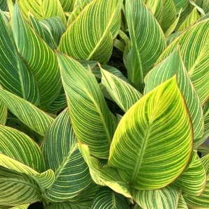 Canna Lily Pretoria Orange Variegated Live Flower Bulb 4-6 ft Tall Outdoor - Image 2