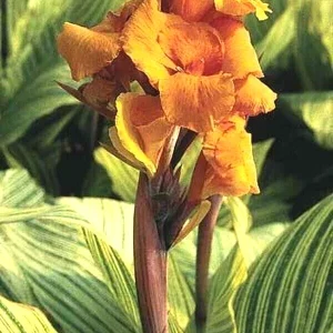 Canna Lily Pretoria Orange Variegated Live Flower Bulb 4-6 ft Tall Outdoor - Image 4