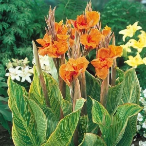 Canna Lily Pretoria Orange Variegated Live Flower Bulb 4-6 ft Tall Outdoor - Image 7