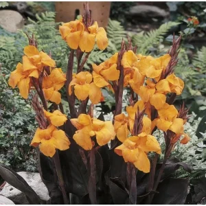 Canna Lily Wyoming Orange Flower Bulb - Tall Purple Burgundy Leaves, Perennial, Outdoor - Image 3