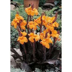 Canna Lily Wyoming Orange Flower Bulb - Tall Purple Burgundy Leaves, Perennial, Outdoor - Image 4