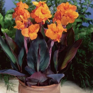 Canna Lily Wyoming Orange Flower Bulb - Tall Purple Burgundy Leaves, Perennial, Outdoor - Image 6