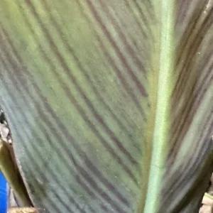 Canna Lily Wyoming Orange Flower Bulbs - 3 Bulbs, Purple Variegated Leaves, Outdoor Perennial - Image 10