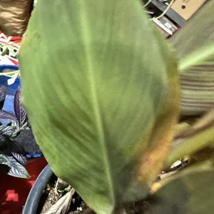 Canna Lily Wyoming Orange Flower Bulbs - 3 Bulbs, Purple Variegated Leaves, Outdoor Perennial - Image 11