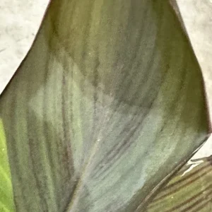 Canna Lily Wyoming Orange Flower Bulbs - 3 Bulbs, Purple Variegated Leaves, Outdoor Perennial - Image 2