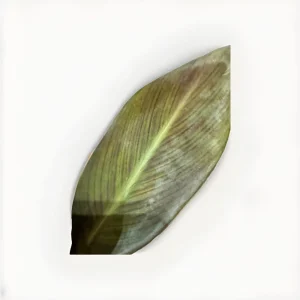 Canna Lily Wyoming Orange Flower Bulbs - 3 Bulbs, Purple Variegated Leaves, Outdoor Perennial - Image 3