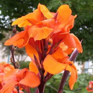Canna Lily Wyoming Orange Flower Bulbs - 3 Bulbs, Purple Variegated Leaves, Outdoor Perennial - Image 4