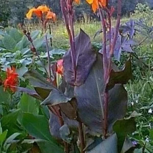 Canna Lily Wyoming Orange Flower Bulbs - 3 Bulbs, Purple Variegated Leaves, Outdoor Perennial - Image 5