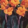 Canna Lily Wyoming Orange Flower Bulbs - 3 Bulbs, Purple Variegated Leaves, Outdoor Perennial - Image 1