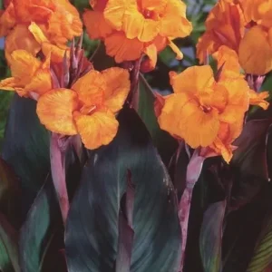 Canna Lily Wyoming Orange Flower Bulbs - 3 Bulbs, Purple Variegated Leaves, Outdoor Perennial - Image 1