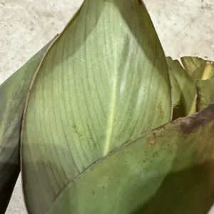 Canna Lily Wyoming Orange Flower Bulbs - 3 Bulbs, Purple Variegated Leaves, Outdoor Perennial - Image 9