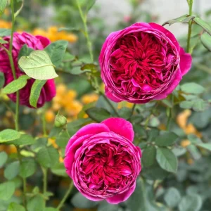 Cantina Rose Live Plant - Fragrant Deep Red Rose Bush for Garden & Cut Flowers - Image 2