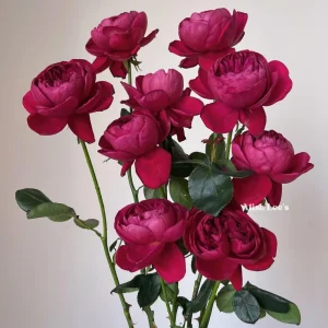 Cantina Rose Live Plant - Fragrant Deep Red Rose Bush for Garden & Cut Flowers - Image 3