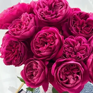 Cantina Rose Live Plant - Fragrant Deep Red Rose Bush for Garden & Cut Flowers - Image 1