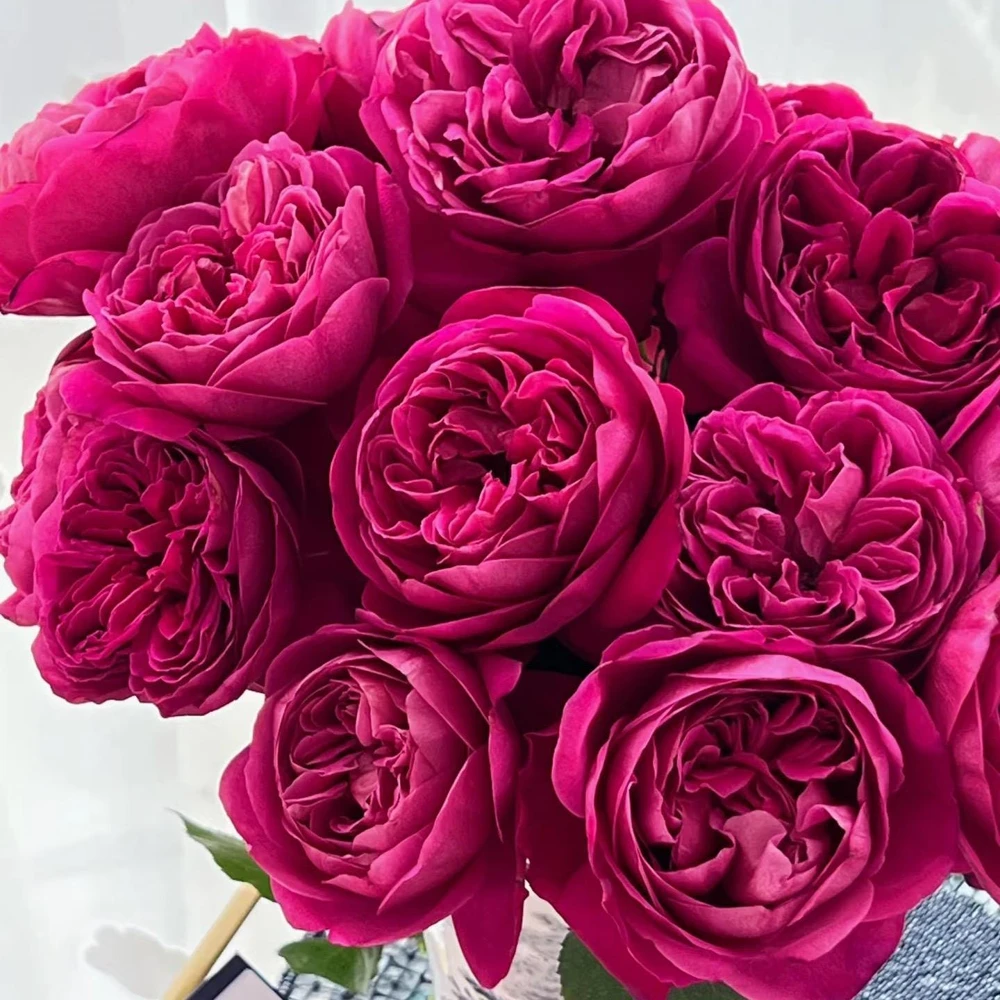 Cantina Rose Live Plant - Fragrant Deep Red Rose Bush for Garden & Cut Flowers - Image 1