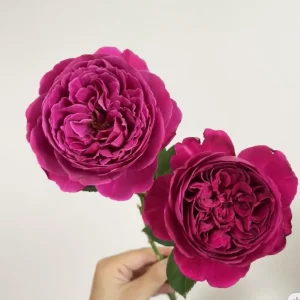 Cantina Rose Live Plant - Fragrant Deep Red Rose Bush for Garden & Cut Flowers - Image 5