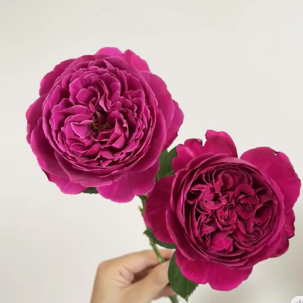 Cantina Rose Live Plant - Fragrant Deep Red Rose Bush for Garden & Cut Flowers - Image 5
