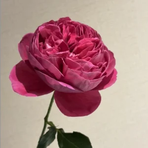 Cantina Rose Live Plant - Fragrant Deep Red Rose Bush for Garden & Cut Flowers - Image 6