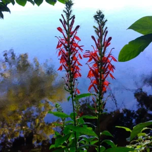Cardinal Flower Live Plant - Lobelia cardinalis Perennial - 2.5