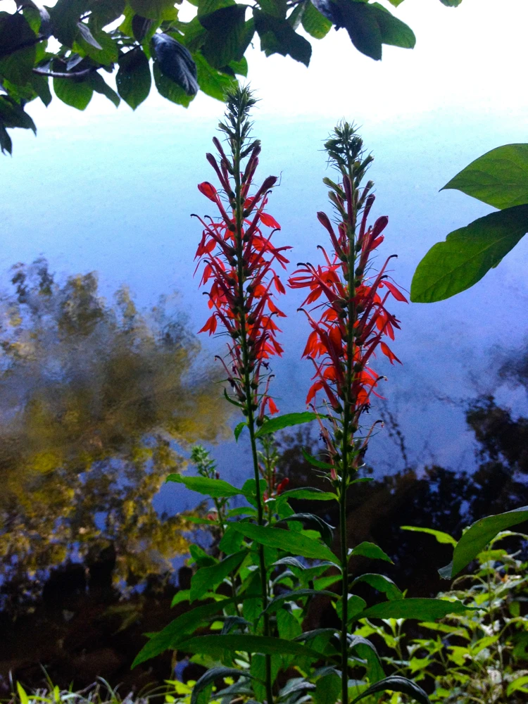 Cardinal Flower Live Plant - Lobelia cardinalis Perennial - 2.5"x3.5" Pot - Image 2