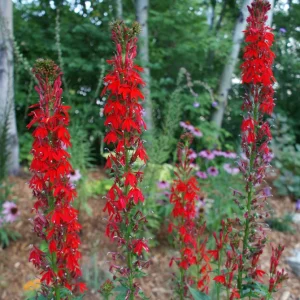 Cardinal Flower Live Plant - Lobelia cardinalis Perennial - 2.5