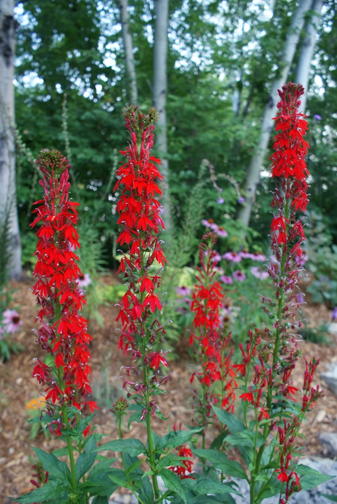 Cardinal Flower Live Plant - Lobelia cardinalis Perennial - 2.5"x3.5" Pot - Image 3