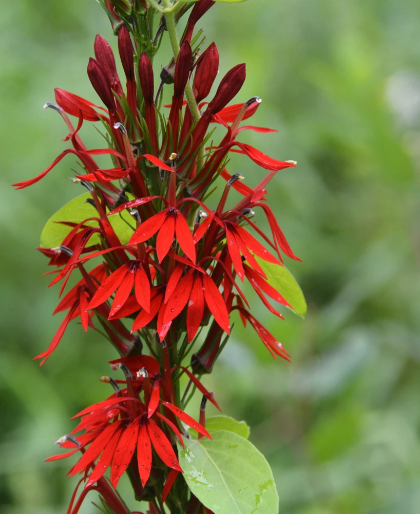 Cardinal Flower Live Plant - Lobelia cardinalis Perennial - 2.5"x3.5" Pot - Image 1