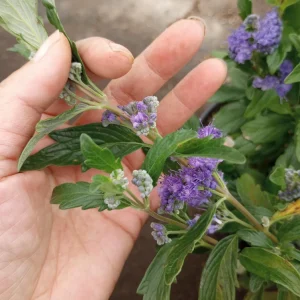 Caryopteris Grand Bleu Live Plant – 1 Gallon Pot – Outdoor Shrub - Image 2