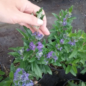 Caryopteris Grand Bleu Live Plant – 1 Gallon Pot – Outdoor Shrub - Image 6