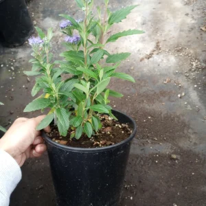 Caryopteris Grand Bleu Live Plant – 1 Gallon Pot – Outdoor Shrub - Image 8