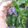 Caryopteris Grand Bleu Live Plant – 1 Gallon Pot – Outdoor Shrub - Image 1