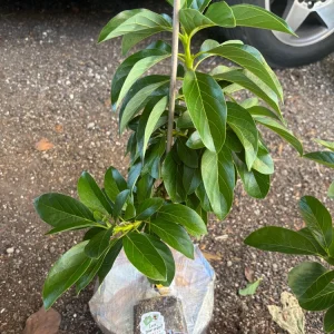 Catalina Avocado Live Plant - Grafted 3 Gallon Tree - Image 2