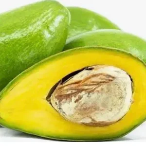Catalina Avocado Live Plant - Grafted 3 Gallon Tree - Image 3