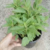 Catmint Nepeta 'Balprelurp' Prelude Live Plant – 4 Inch Pot – Outdoor Perennial - Image 1