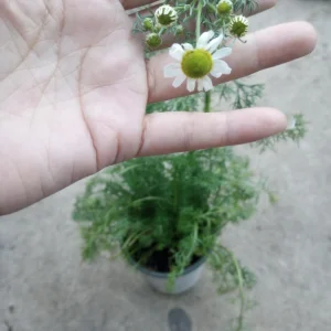 Chamomile Live Plant – 4 Inch Pot – Herbal Tea Garden - Image 1