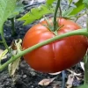 Champion Tomato Live Plants - 3-Pack in 4 Inch Pots - Outdoor Vegetable - Image 1