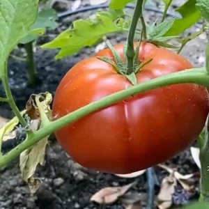 Champion Tomato Live Plants - 3-Pack in 4 Inch Pots - Outdoor Vegetable - Image 1