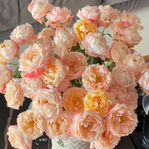 Chance Pom Rose Live Plant - Bicolor Shrub Rose, White & Red Flowers - Image 2