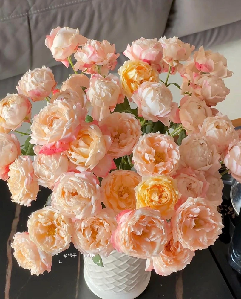 Chance Pom Rose Live Plant - Bicolor Shrub Rose, White & Red Flowers - Image 2