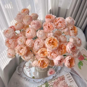 Chance Pom Rose Live Plant - Bicolor Shrub Rose, White & Red Flowers - Image 3