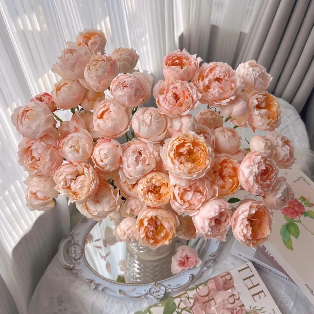 Chance Pom Rose Live Plant - Bicolor Shrub Rose, White & Red Flowers - Image 3