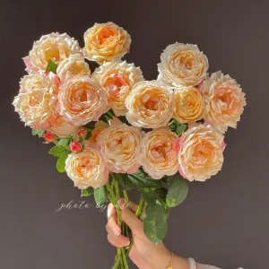 Chance Pom Rose Live Plant - Bicolor Shrub Rose, White & Red Flowers - Image 4